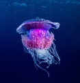Cauliflower Jellyfish in Yanbu, Saudi Arabia.
