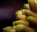 Coral Macro :)