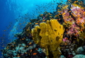 Reef scene near Thuwal, Saudi Arabia.