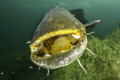 Catfish in Ada Ciganlija lake. I made it this spring with Nikon D850, with two Inon Z-330 strobes.