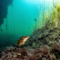 A ”bergsgylta” meeting in there environment.