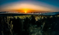 Over/Under of a sargassum forest in Saudi Arabia.
