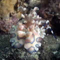 Harlequin Shrimp II