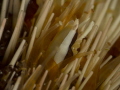 shirpm on white sea urchin,panasonic GH4, oluympus lens 60mm macro, plus 10 diopter, two sea and sea D1 strobes. Nauticam housing.