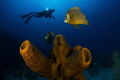sponge and angelfish, canon 60D, tokina lens 10-17mm, at 10mm,two ikelite subtrobe DS125, seacam housing