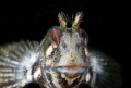 close-up 