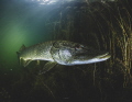 Dutch monster pike