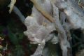 spot the frogfish
