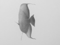 South end of a North facing Angle fish.  Just fading into the water as it swims away.  Taken at Butler Bay, St. Croix.