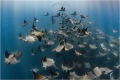 Diving inside a school of Mobulas Munkianas is something that never stop to surprise you. It's a true lifetime experience. And during the month of May the water conditions are pretty perfect to give you an unreal experience!