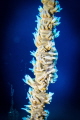 Whip Coral Shrimp, Camera Canon G9, Meikon Housing Hand held Big Blue torch.