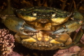 Crabs do what crabs do