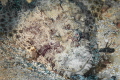 The tentacled flathead (Papilloculiceps longiceps) or crocodilefish is a flathead within the order Scorpaeniformes, an order which also includes the scorpionfishes and stonefishes. It is found in the Western Indian Ocean; the Red Sea. The species now