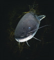 Big European Catfish says hello.