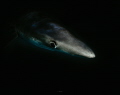 The beautiful skin from a Blue Shark