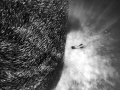 A diver with a massive school of big eye scad