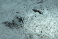 Red sea Moses sole