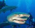 SAY CHEESE