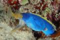 ribbon eel