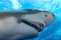 My what big teeth you have.