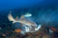 Nurse Shark Hunting
When nurse sharks hunt on sandy bottoms many other reef fish follow them to feed on uncovered preys.
Canon 300D, Sea&Sea Housing, two strobes
