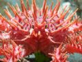 face to face with the Southern King Crab Lithodes santolla from the Strait of Magellan, Chile