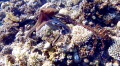 The Making of Octopus Babies