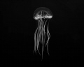 Image taken in the Exumas, just above the reef. The original photo was taken knowing I would go black and white. Sometimes if you look just above the reef you will see the most incredible creatures.