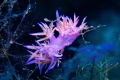Shot of a Flabellina Affinis in the Natural Reserve of Cabrera, Mallorca