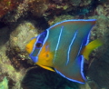Juvenile Queen Angelfish