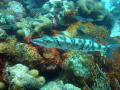 Great Barracuda