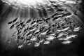 Snorkeling with large eye jacks. B&W treatment to enhance image dynamics.