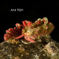 Limenandra barnosi
Shot taken in Anilao, Philippines
