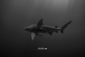 Bull shark glides through the shadows.
