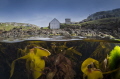 The photo is taken just before the end of the dive, in Anchersbay (Akkersvík) near Torshavn in the Faroes. Its taken after work on a sunny day in june 2021.
Taken with Nikon d810, Nauticam housing, Fisheye 15mm, f14, 1/160, iso-32
North Atlantic