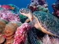 Friendly turtle was posing for me to take his photo in the Galapagos.