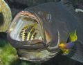 This Black Grouper had pulled into a cleaning station, and the little cleaner fish were already at work. Nikon D70 with 60mm lens.