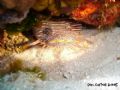 This' the specie of Toadfish endemic from the island of Cozumel, the rare Splendid Toadfish. Taken before hurricanes on incredible transparent water and all natural light.