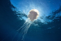 jelly fish, nikon D800E, two ikelite strobe Ds125, aquatic housing, tokina lens 10-17mm at 10mm