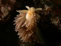 The nudibranch Flabellina falklandica, Strait of Magellan, Chile. Nikon Coolpix 995 w/ Sealux housing and Subtronic Alpha strobes.