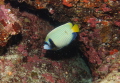 Taken December 2021 didn’t notice shrimp til after the dive.