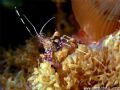 Anything you can see through is automatically cool in my book. Especially when its a shrimp...