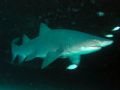 Grey Nurse Shark Magic Point