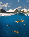 A split image showing both the underwater world, and majestic landscape of French Polynesia