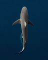 While on a freedive over a popular reef in Hawaii, a few Galapagos sharks came to investigate. This one passed right below, which allowed me to get this top down profile shot.