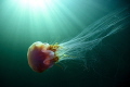 Lions mane jellyfish caught in the cold waters of the east coast of Canada at Ile Bonaventure, Québec, Canada.