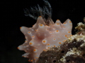 Halgerda Batangas. I love how it has a very pretty color. The shot was taken at Southern Leyte, Philippines.