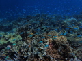 Beautiful Coral Garden 💙 Taken using Olympus TG6