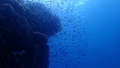 #scubadiving4life