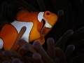 Clown Fish🧡